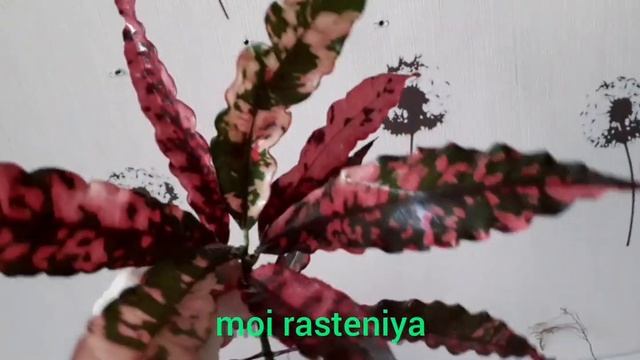 Как адаптировать Кротоны смотреть онлайн