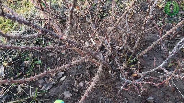 Как перезимовали розы. Когда открывать розы. Реанимация выпревшей розы. смотреть онлайн