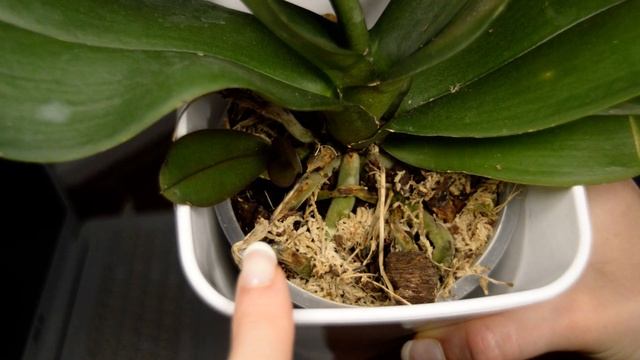 ПОПЫТАЙТЕСЬ ОРХИДЕИ ВЫРАСТИТЬ БЕЗ ТОЧКИ РОСТА! КАКАЯ ОРХИДЕЯ С НАРУШЕНИЕМ РОСТА! ВЫРАЩИВАНИЕ ОРХИДЕ смотреть онлайн