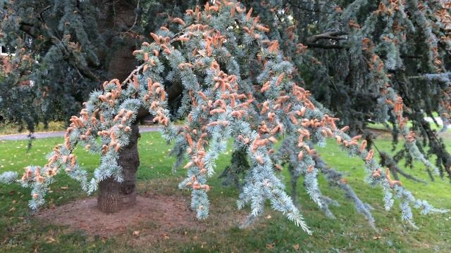 Blue Atlas cedar (Cedrus atlantica Glauca) - lower branches - October 2017 смотреть онлайн