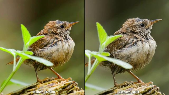 Nikon D7500 VS Canon EOS 80D DSLR Camera Comparison|Nikon D7500 Review|Canon EOS 80D review/ смотреть онлайн