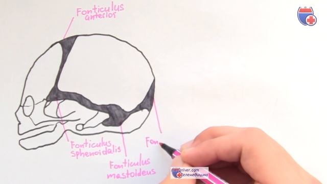 Швы и роднички плода. Плод как объект родов - meduniver.com смотреть онлайн