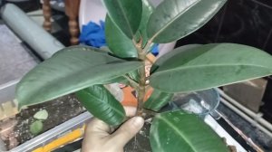 Фикус каучуконосный пересадка 31/08/2022