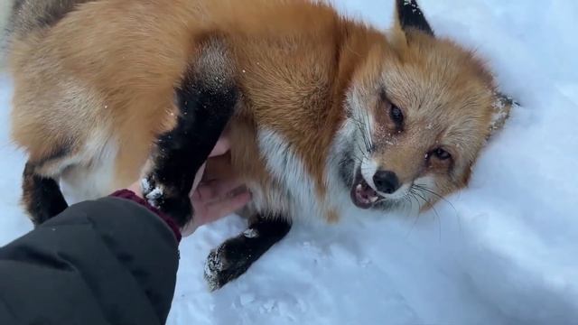 Ли Сяо / Alice the Fox Лиса Алиса (Купание лисы в снегу) смотреть онлайн