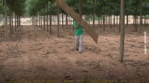 Павлония - самое перспективное дерево