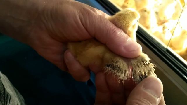 #петух#курица смотреть онлайн