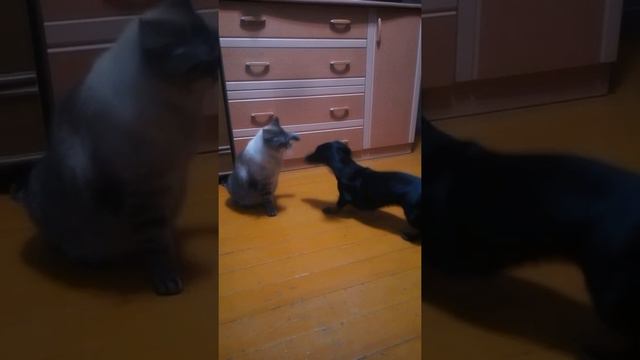Такса против Кота. Dachshund Vs Cat