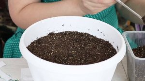 Как сажать астры  букетным способом !