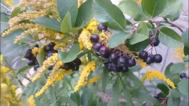 Футаж-Видео. Рябина чёрная и Солидаго. смотреть онлайн