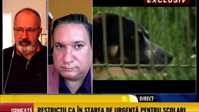 Scandal din cauza câinilor la poarta prinţului Sturdza смотреть онлайн