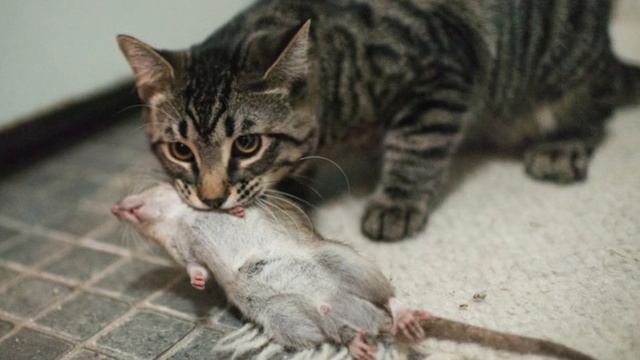 Почему кошки приносят домой убитых животных? смотреть онлайн