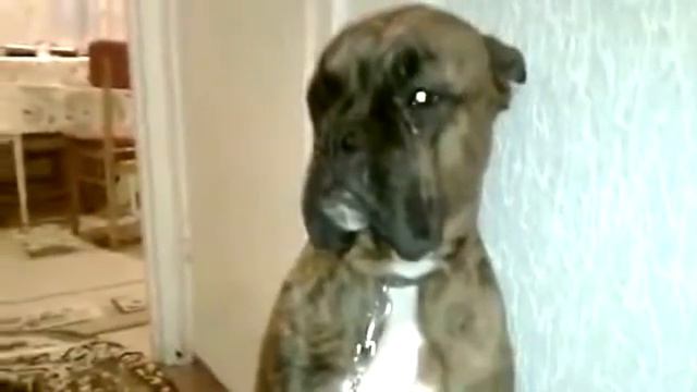 Боксера ругают до слез смотреть онлайн