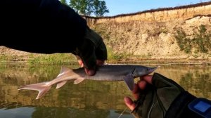 Рыбалка на Оби ( Сузун ) 4 июня 2023г. Первый выезд. Лодочный сезон открыт, первая рыба поймана.