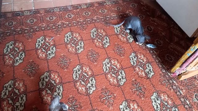 котёнок КАНАДСКИЙ сфинкс 2,5 месяца -поймала мышь смотреть онлайн