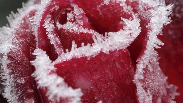 Снег на розах песня  Кавер   Вячеслав Макаринцев