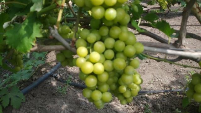 Виноград прима України на 10.08.22р смотреть онлайн