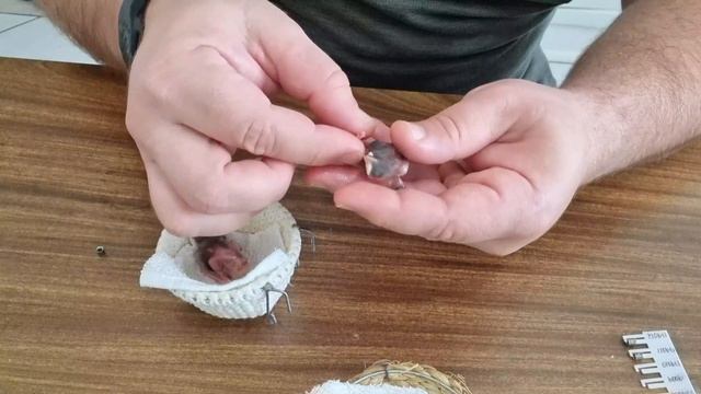 Anilhando o filhote de Tico tico prodígio e outro com uma história ainda mais impressionante смотреть онлайн