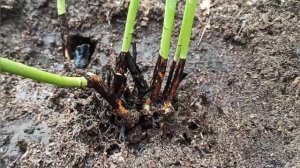 Стеблевой рак у розы!?? Что делать??