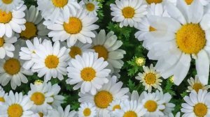 Футаж ( #footage ) Цветы Ромашки.Flowers daisies/
