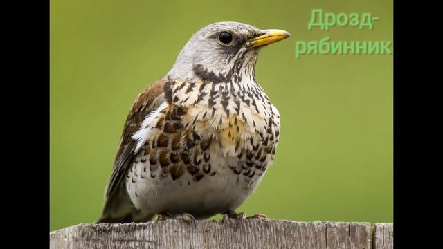 Птицы России на букву "Д". Часть 5. смотреть онлайн