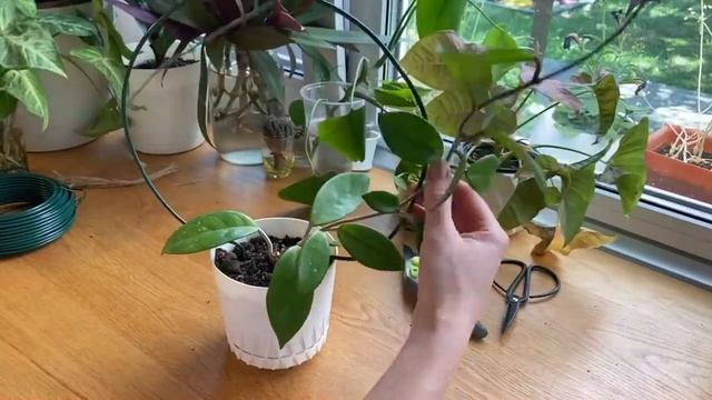 Опора для хойи своими руками.