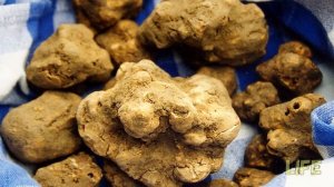 Где растут трюфели в России? Раскрываю секрет!