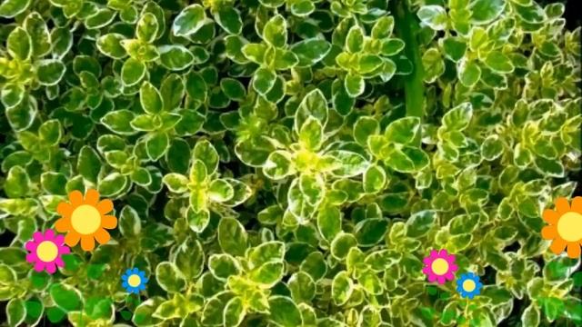 Душица обыкновенная Вариегата (Variegata). Краткий обзор, описание характеристик, где купить саженц смотреть онлайн