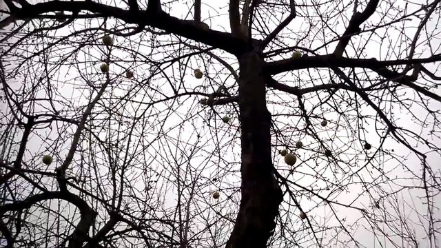 Про яблоню Симиренко  Штрейфлинг и результаты копулировки