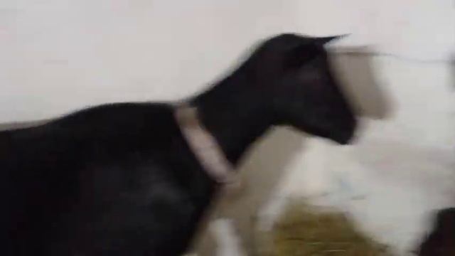 06.03.2023 г. Нежный творог из козьего молока. Вечерняя управа. Прогулка. Кормление козлят. смотреть онлайн