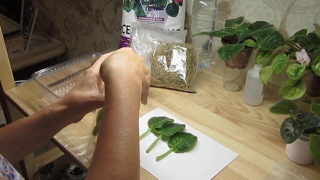 Несколько способов укоренения черенков фиалки. Способ 1 смотреть онлайн