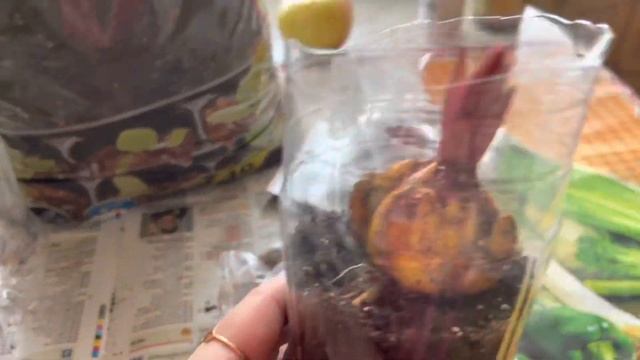 Сажаю проросшие лилии ? Салтарелло и Скубиду.❤️ смотреть онлайн