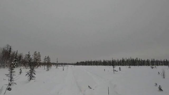 BRP Lynx 6900 SWT FCE in deep snow forest смотреть онлайн