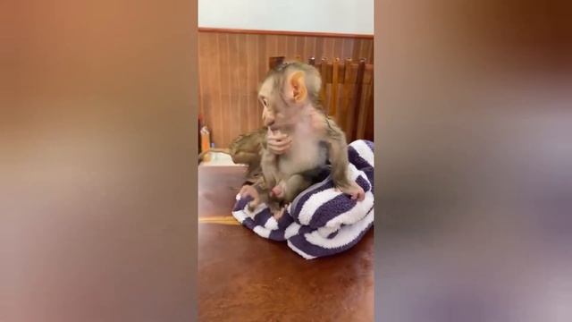 сборник смешных обезьян : будешь смеяться 1 час смотреть онлайн