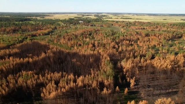 Костанай. Лес смотреть онлайн