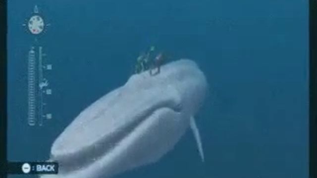 Endless Ocean Blue World - The Legends (video) смотреть онлайн