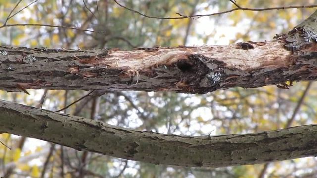 Дятел в г.Никольск Пензенская область смотреть онлайн