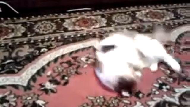 Котэ гуляет???и пусть мир подождет@!!кошка танцует)) смотреть онлайн