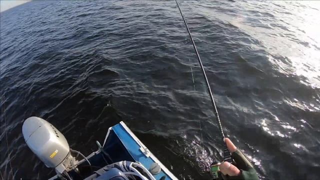 Ловля окуня на джиг в Кобоне и назии, Ладожское озеро 1 октября 2020. смотреть онлайн