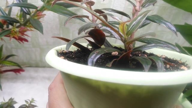 Заказ растений для Алёны. смотреть онлайн