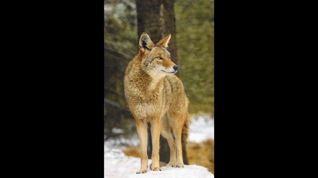 Краткое содержание Тито. Томпсон Э. С. Пересказ рассказа за 12 минут смотреть онлайн