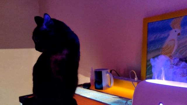 Коты и увлажнитель воздуха часть 2. Cats and humidifier part 2 смотреть онлайн