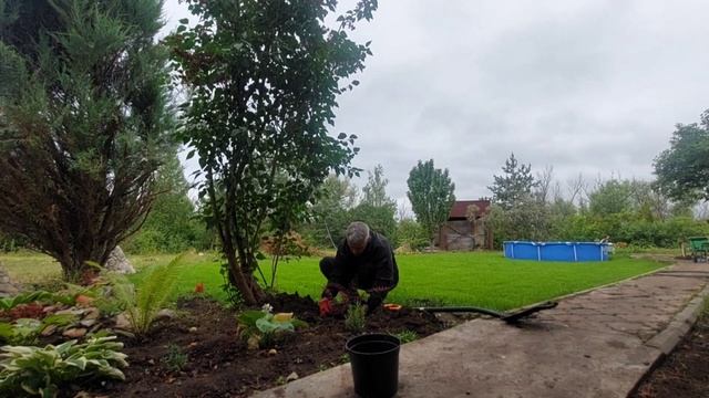 Барбарис Арлекин - обзор сорта, как посадить барбарис смотреть онлайн