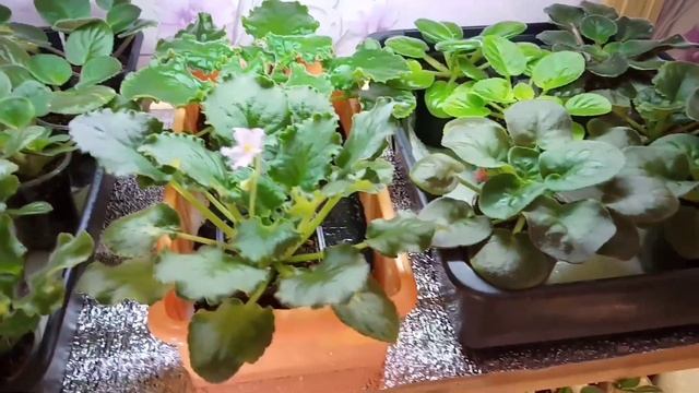 Капиллярные маты просто и быстро! Как все устроить? Мой опыт. Фиалки у Алисы. смотреть онлайн