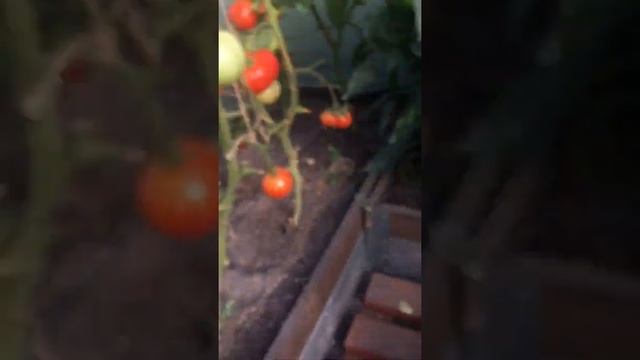 Теплица «Тюльпан» с открывающейся крышей и боками смотреть онлайн