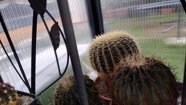 Опасные кактусы.Самый колючий кактус.Разнообразие колючек у кактусов.Коллекция кактусов. смотреть онлайн