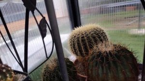 Опасные кактусы.Самый колючий кактус.Разнообразие колючек у кактусов.Коллекция кактусов.