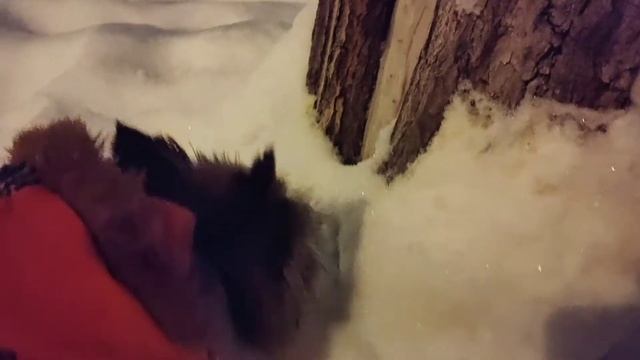 Гуляем. Одышка. Жива! смотреть онлайн