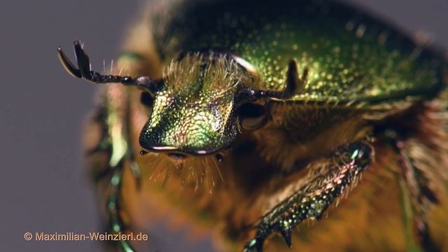 Flower Beetle Cetonia aurata - macro portrait смотреть онлайн