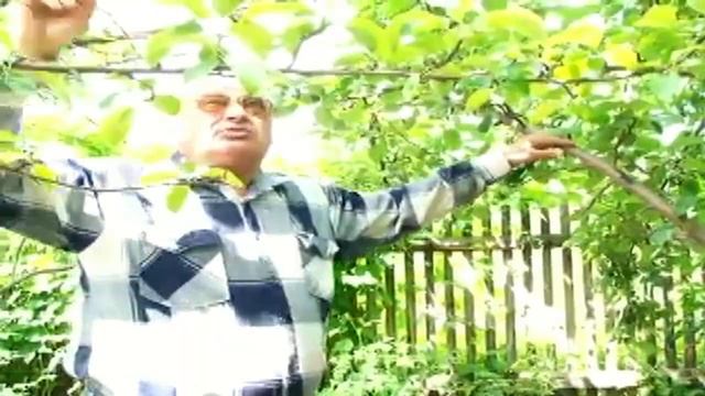 Железов Валерий О раке яблони смотреть онлайн