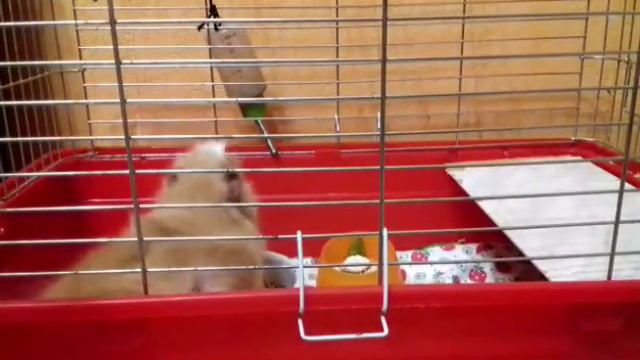 #4 Что нужно для морских свинок смотреть онлайн